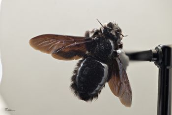 Media type: image;   Entomology 810660 Aspect: habitus dorsal view